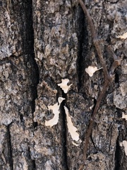 Aleurodiscus oakesii