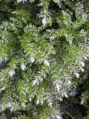 Thamnobryum alopecurum