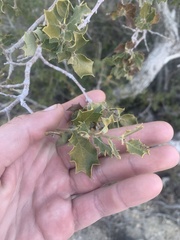 Quercus cornelius-mulleri