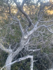 Quercus cornelius-mulleri