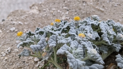 Psathyrotes ramosissima