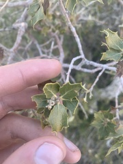 Quercus cornelius-mulleri
