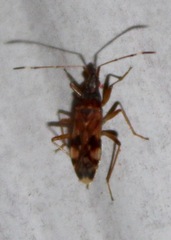 Ozophora picturata