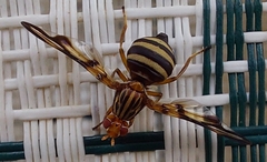 Idana marginata