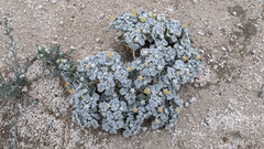 Psathyrotes ramosissima