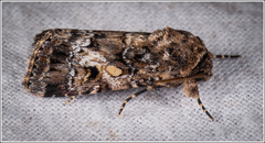 Spodoptera umbraculata