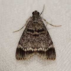 Stericta concisella