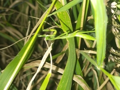 Pseudomantis albofimbriata