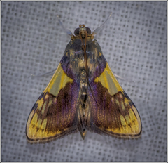 Rehimena cissophora