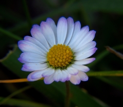 Bellis annua