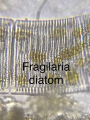 Fragilariophycidae