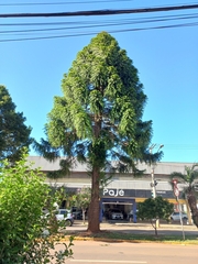 Araucaria