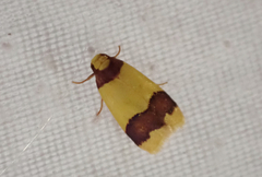 Heterallactis microchrysa