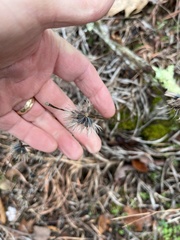 Liatris compacta