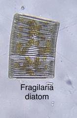Fragilariophycidae