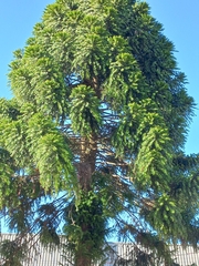 Araucaria