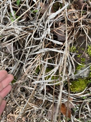 Liatris compacta