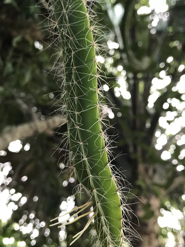 dog-tail cactus