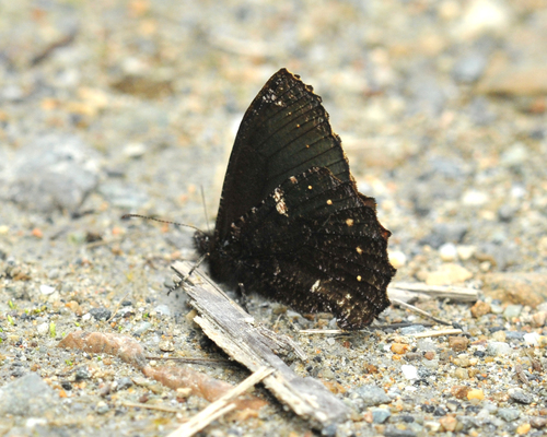 Steremnia pronophila