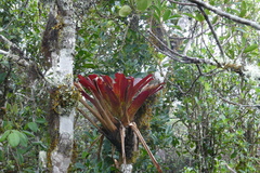 Tillandsia complanata