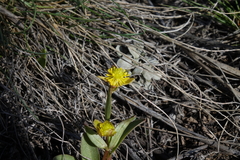Ranunculus glaberrimus