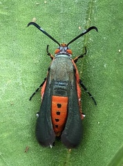 Eichlinia pulchripes