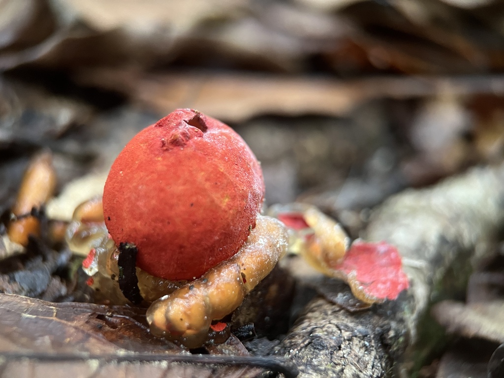 Calostoma cinnabarinum · January 2023 · photo: © bealeiderman (iNaturalist, cc-by)