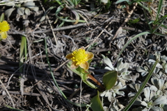 Ranunculus glaberrimus