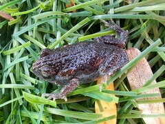 Uperoleia laevigata