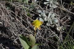 Ranunculus glaberrimus