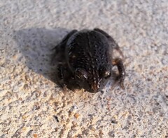 Uperoleia laevigata