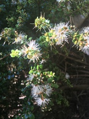 Metrosideros diffusa