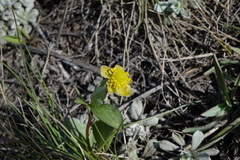 Ranunculus glaberrimus