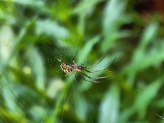Leucauge volupis
