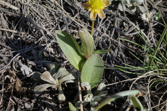 Ranunculus glaberrimus