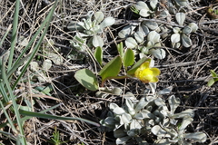 Ranunculus glaberrimus
