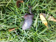 Uperoleia laevigata