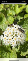 Stratiomys badia