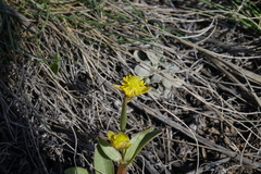 Ranunculus glaberrimus