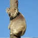 Koala - Photo (c) Anna Lanigan, algunos derechos reservados (CC BY-NC), subido por Anna Lanigan