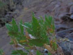 Spinoliva ilicifolia