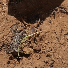 Parabuthus planicauda