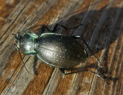 Carabus amplipennis