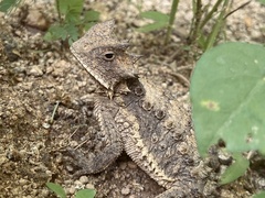 Phrynosoma asio