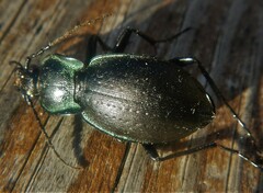 Carabus amplipennis
