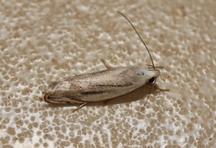 Plectophila micradelpha