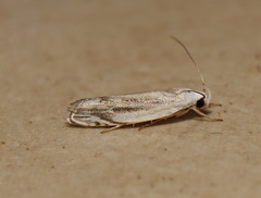Plectophila micradelpha