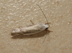 Plectophila micradelpha