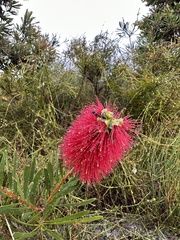 Melaleuca pachyphylla
