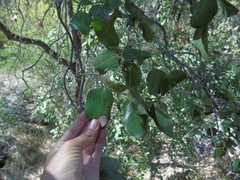 Cryptocarya alba